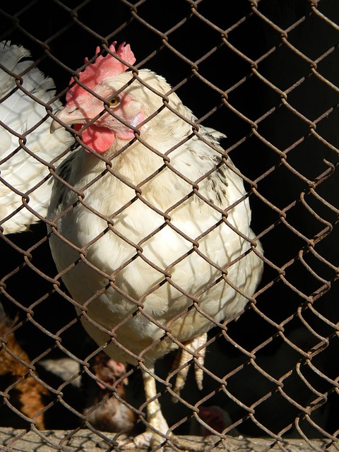 那么整个球 那么整个球